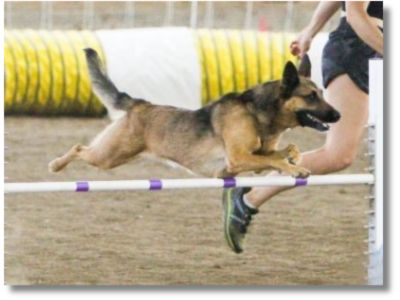 Tonks, Belgian Malinois